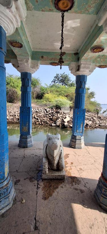Nandi in the Mahadev temple complex in village Chikhalda that submerges fully in the Sardar Sarovar Dam waters and resurfaces in summer when the dam waters recede, Photo credit_ Nandini Oza(1)