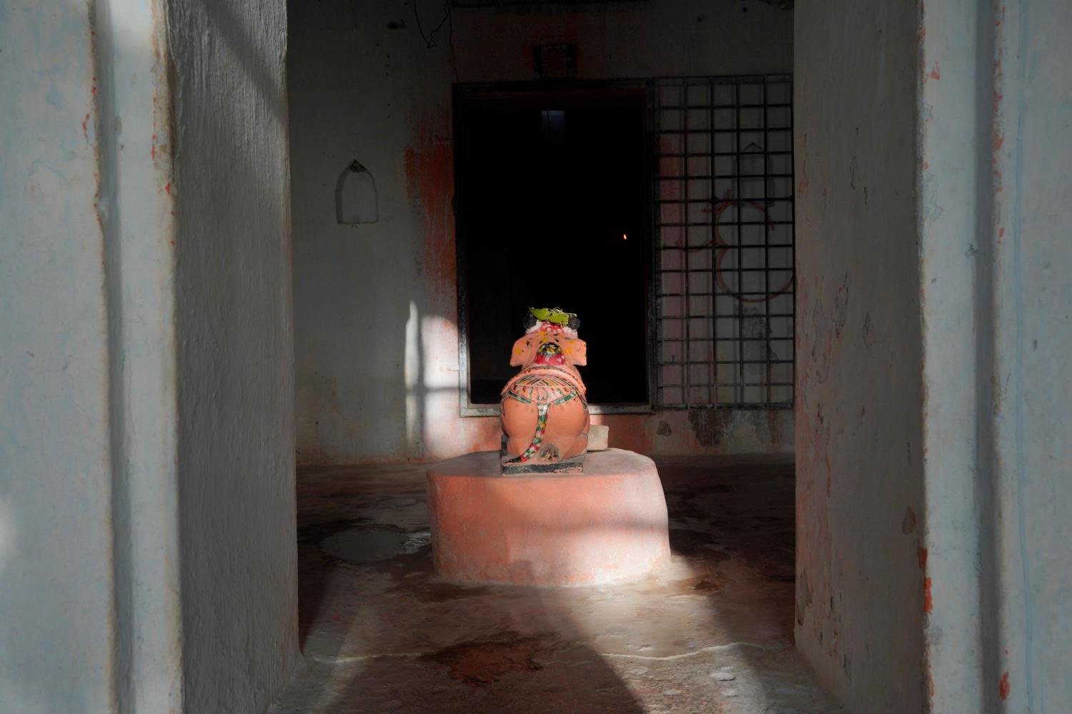 Nandi in the Nandikeshwar and Badkeshwar Mahadev temple complex in village Gangli that gets surrounded by Sardar Sarovar Dam waters, Photo credit_ Rohit Jain for Oral History Narmada