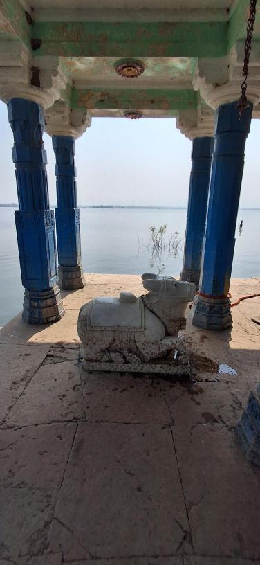 Nandi in the Mahadev temple complex in village Chikhalda that submerges fully in the Sardar Sarovar Dam waters and resurfaces in summer when the reservoir waters recede, Photo credit_ Nandini Oza